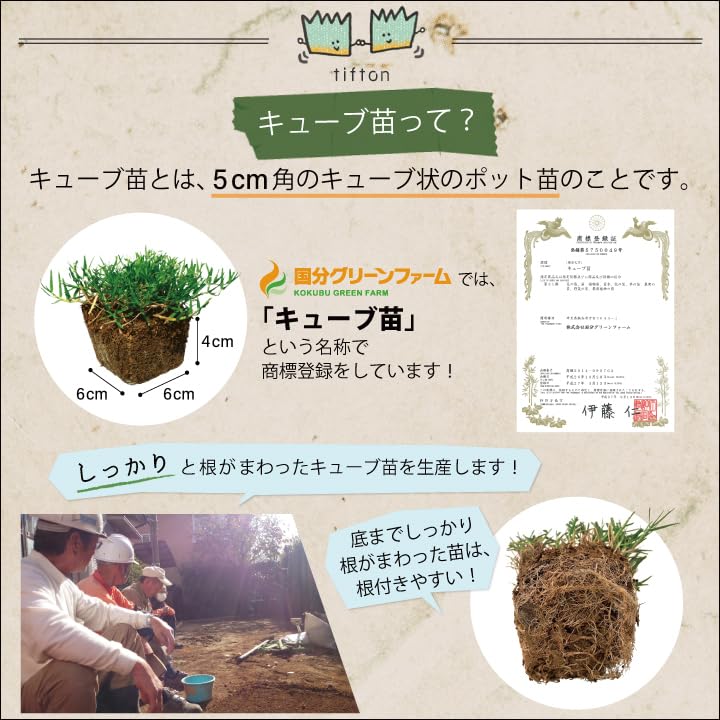 Amazon.co.jp: 【クール便でお届け】ティフトン芝 ポット苗（キューブ